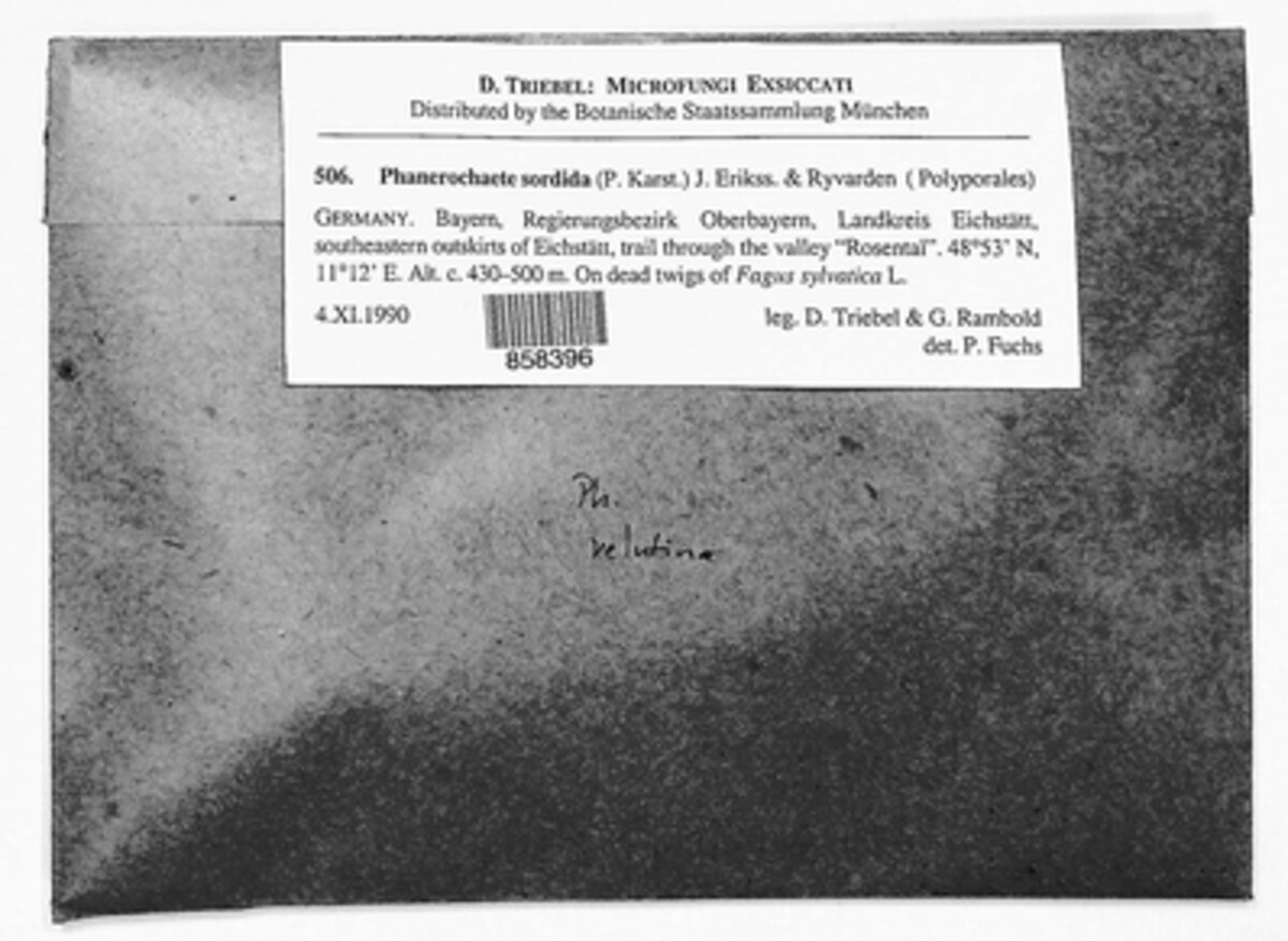 Phanerochaete sordida image